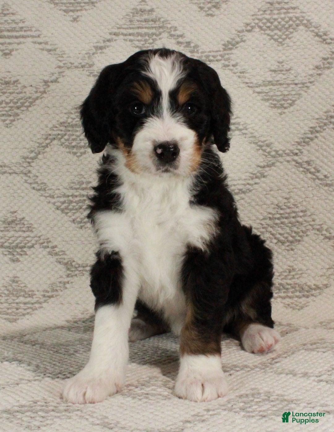 Bernedoodle dogs for sale: Sarge - Ad 3