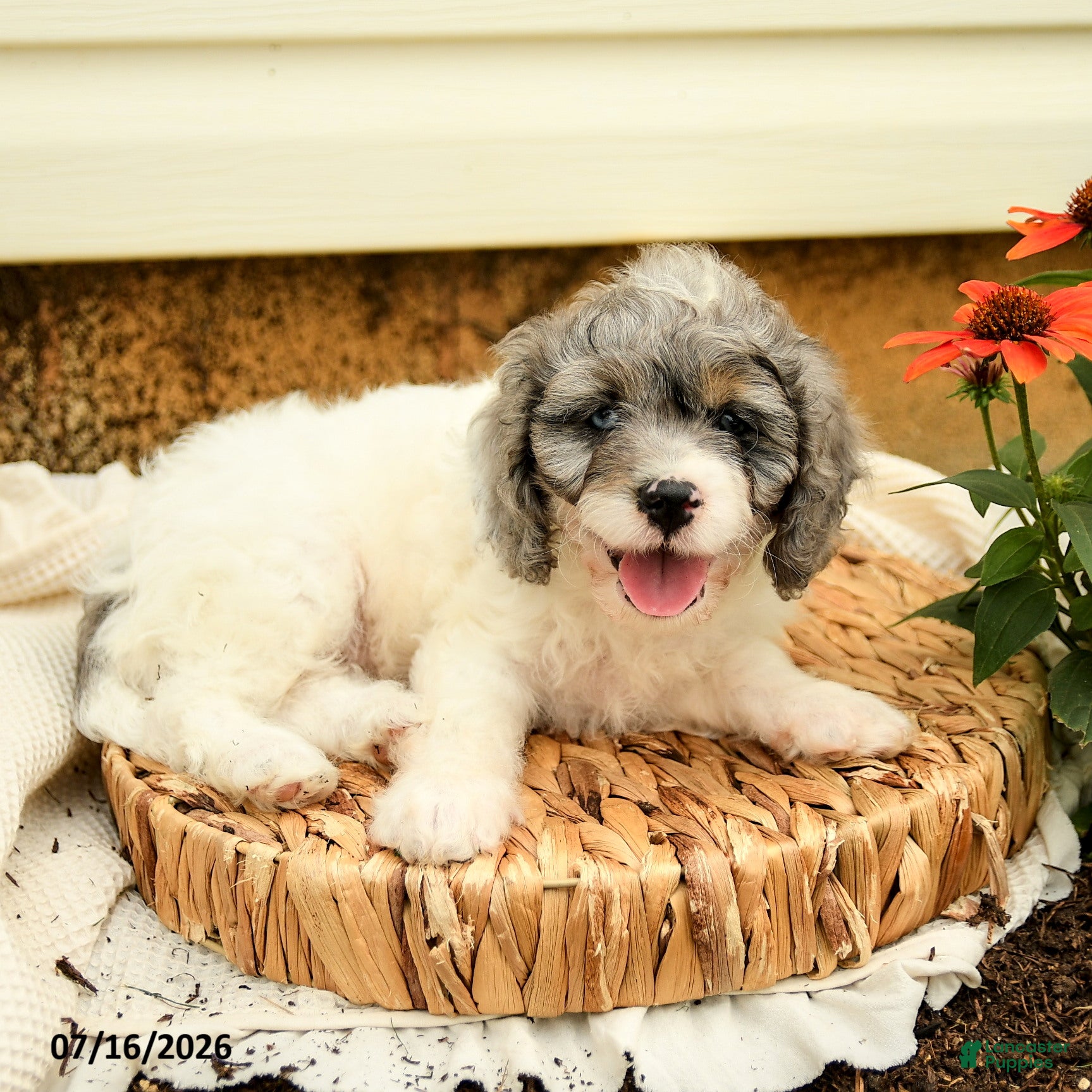 Cavapoo dogs Robin - Ad 2