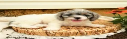 Cavapoo dogs for sale: Robin - Ad 2