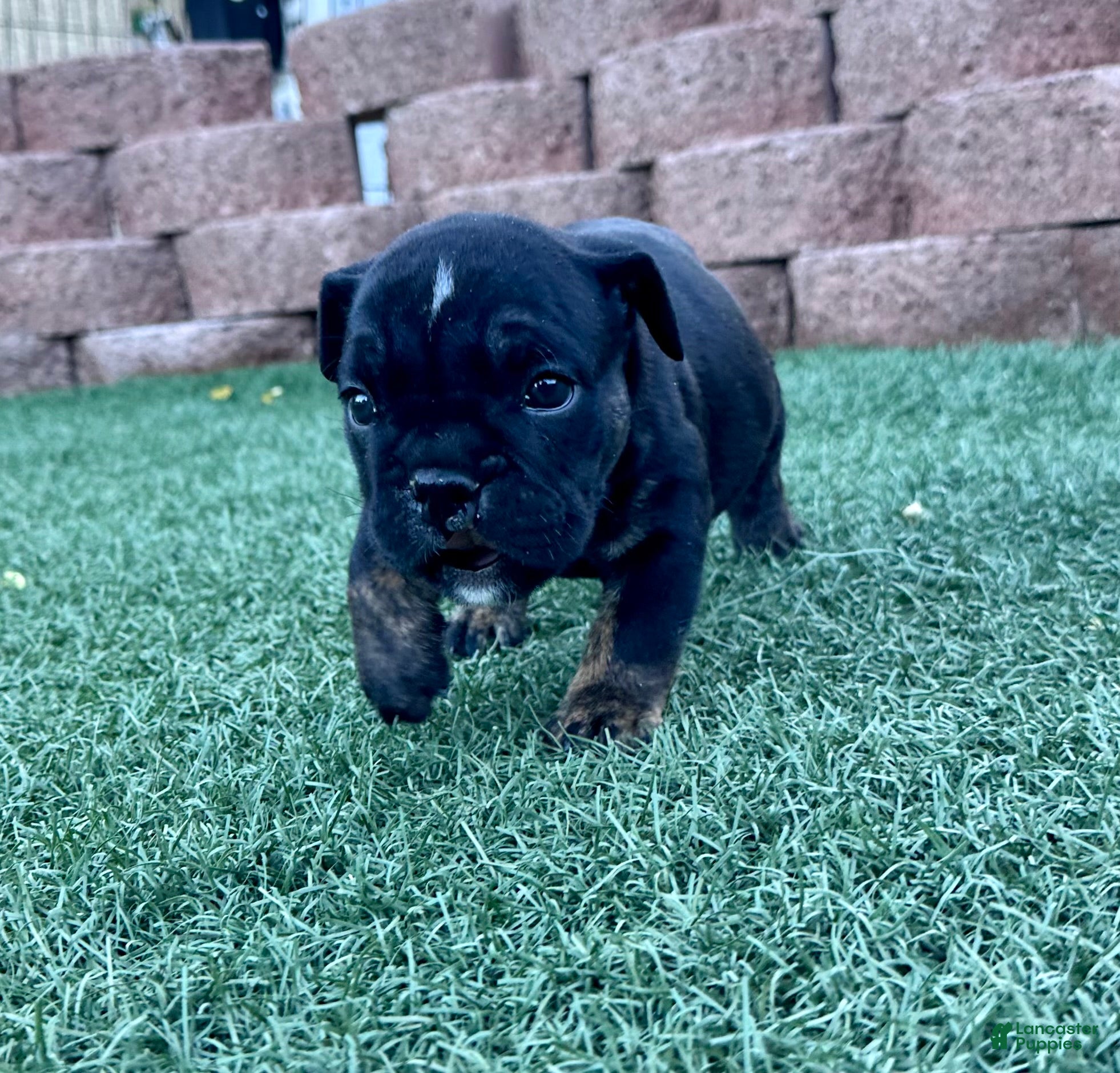 English Bulldog dogs Aphrodite - Ad 2