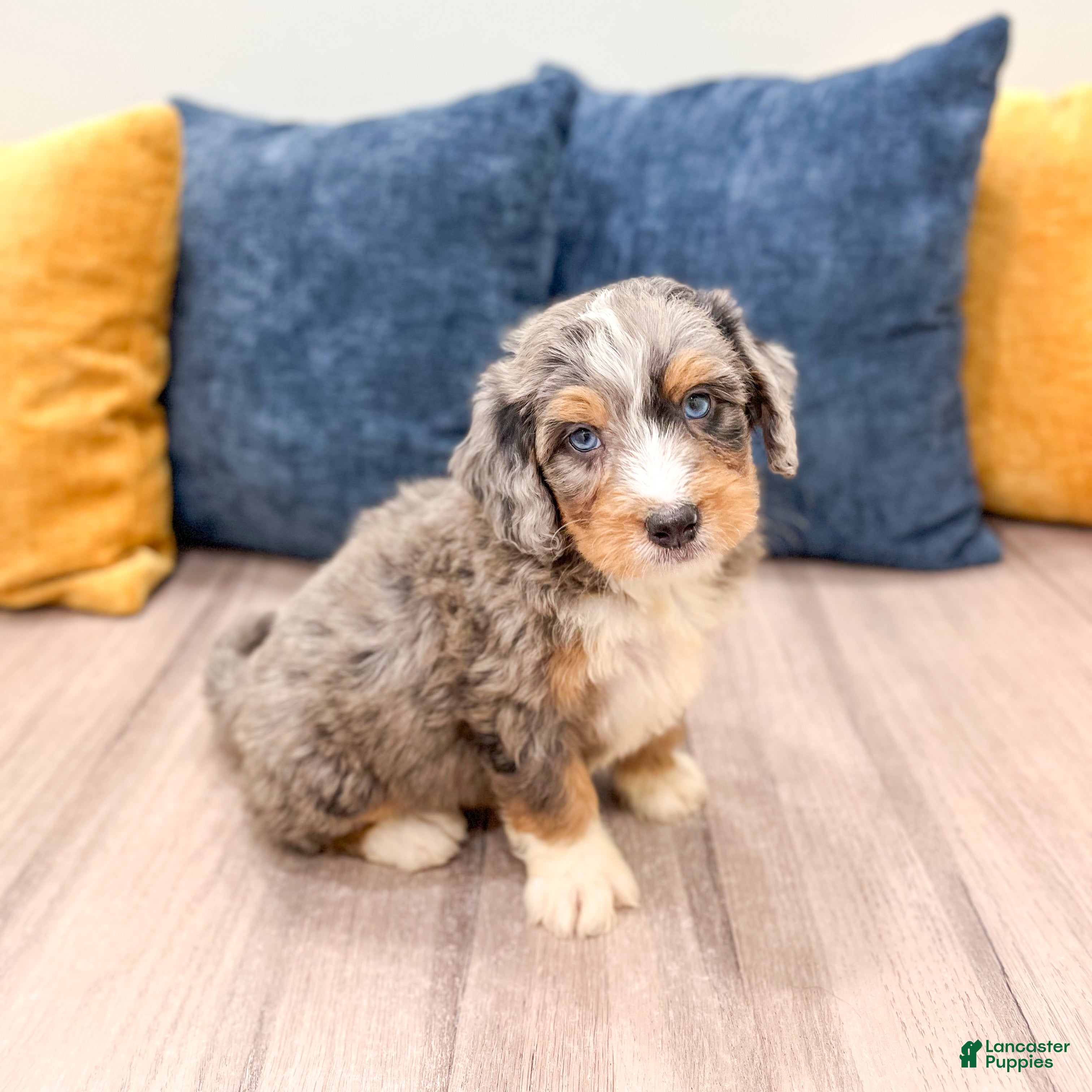 Mini Bernedoodle dogs for sale: Archie - Ad 1