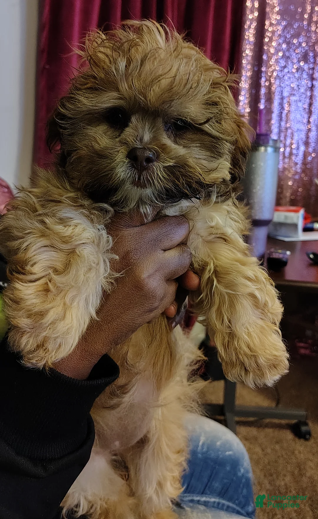 Shihpoo dogs for sale: Shihpoo Puppy 1 - Ad 2
