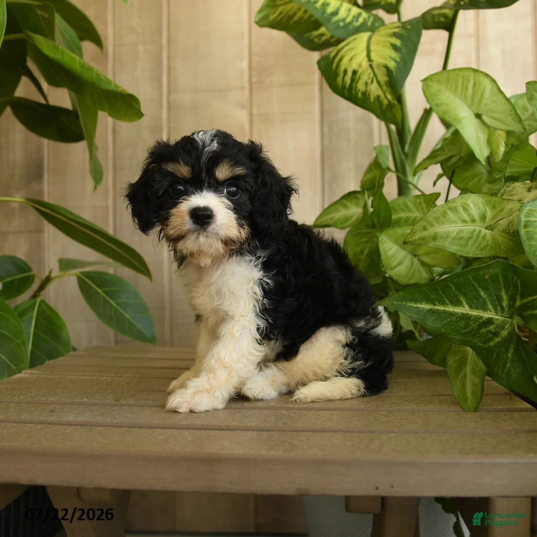 Cavachon dogs for sale: Mike - Ad 1