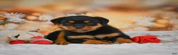 Rottweiler dogs for sale: Maggie - Ad 2