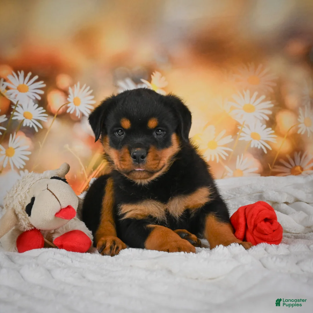 Rottweiler dogs for sale: Maggie - Ad 2