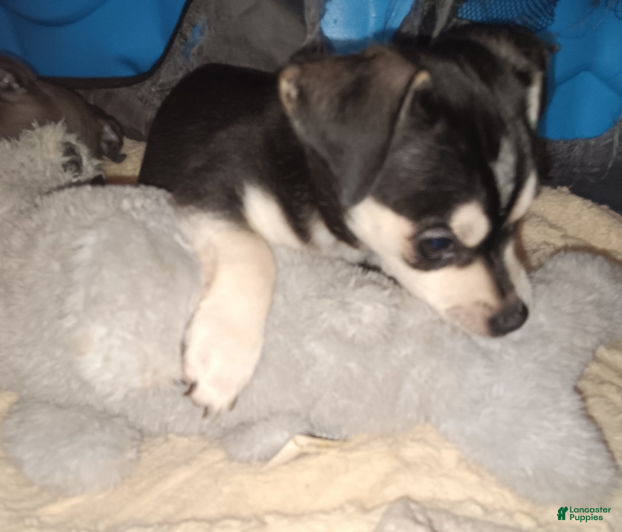 Chiweenie dogs Chiweenie Puppy 2 - Ad 4