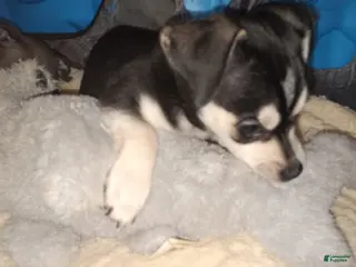 Chiweenie dogs Chiweenie Puppy 2 - Ad 4