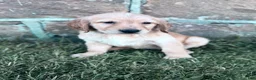 Golden Retriever dogs for sale: Stitch  - Ad 2