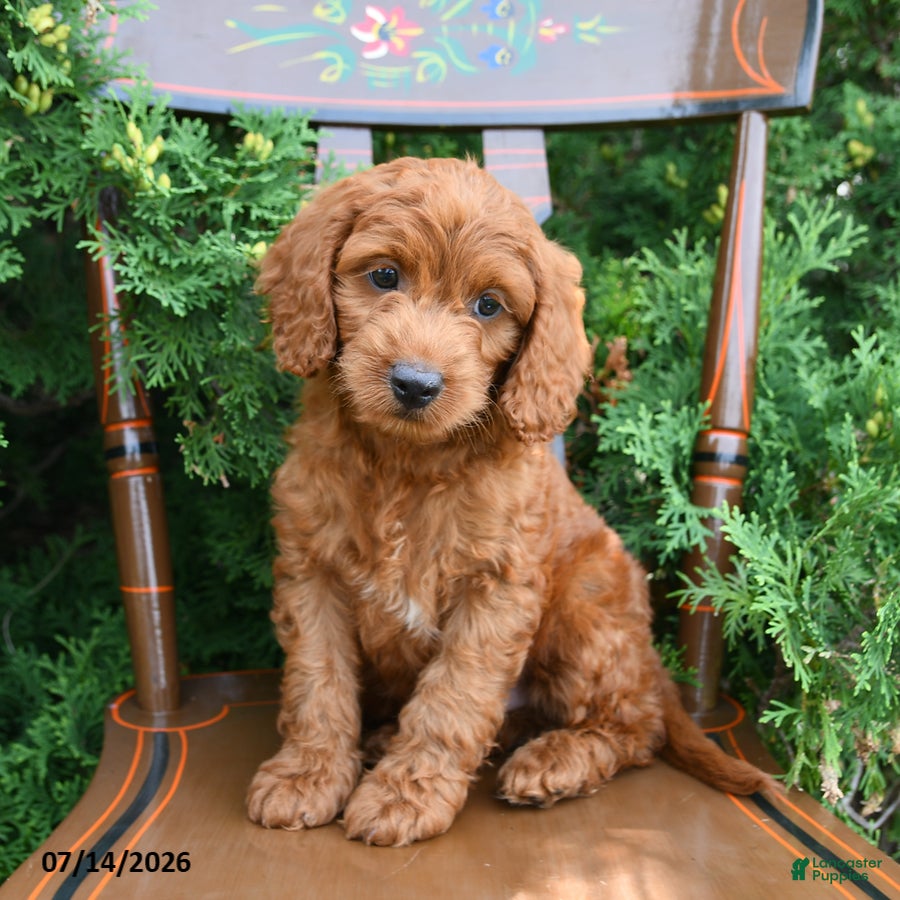 Cockapoo dogs Summit - Ad 1