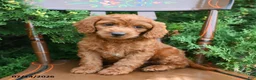 Cockapoo dogs for sale: Summit - Ad 1