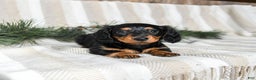 Miniature Dachshund dogs for sale: Caramel - Ad 3