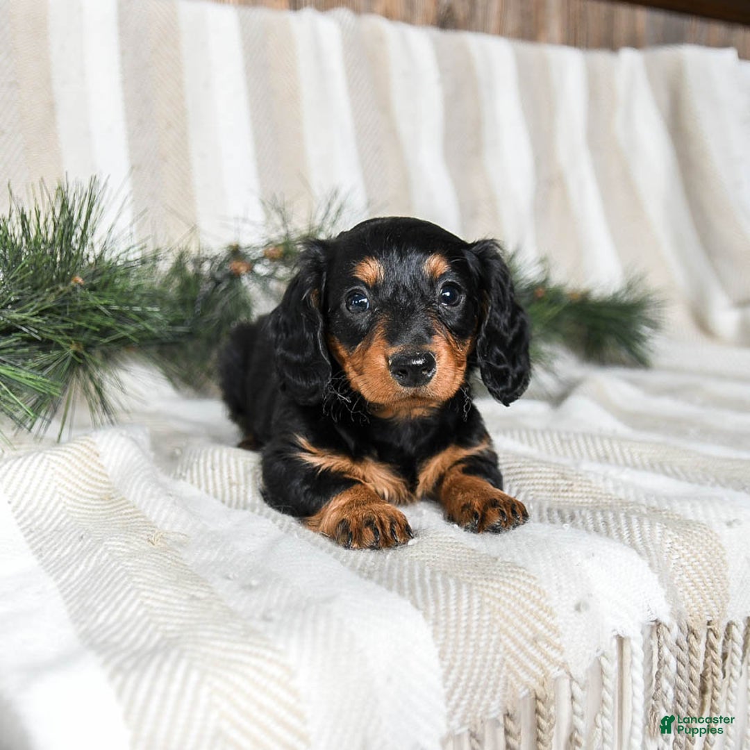 Miniature Dachshund dogs for sale: Caramel - Ad 3