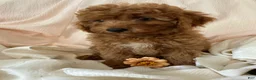 Goldendoodle dogs for sale: Cecile-Female - Ad 3