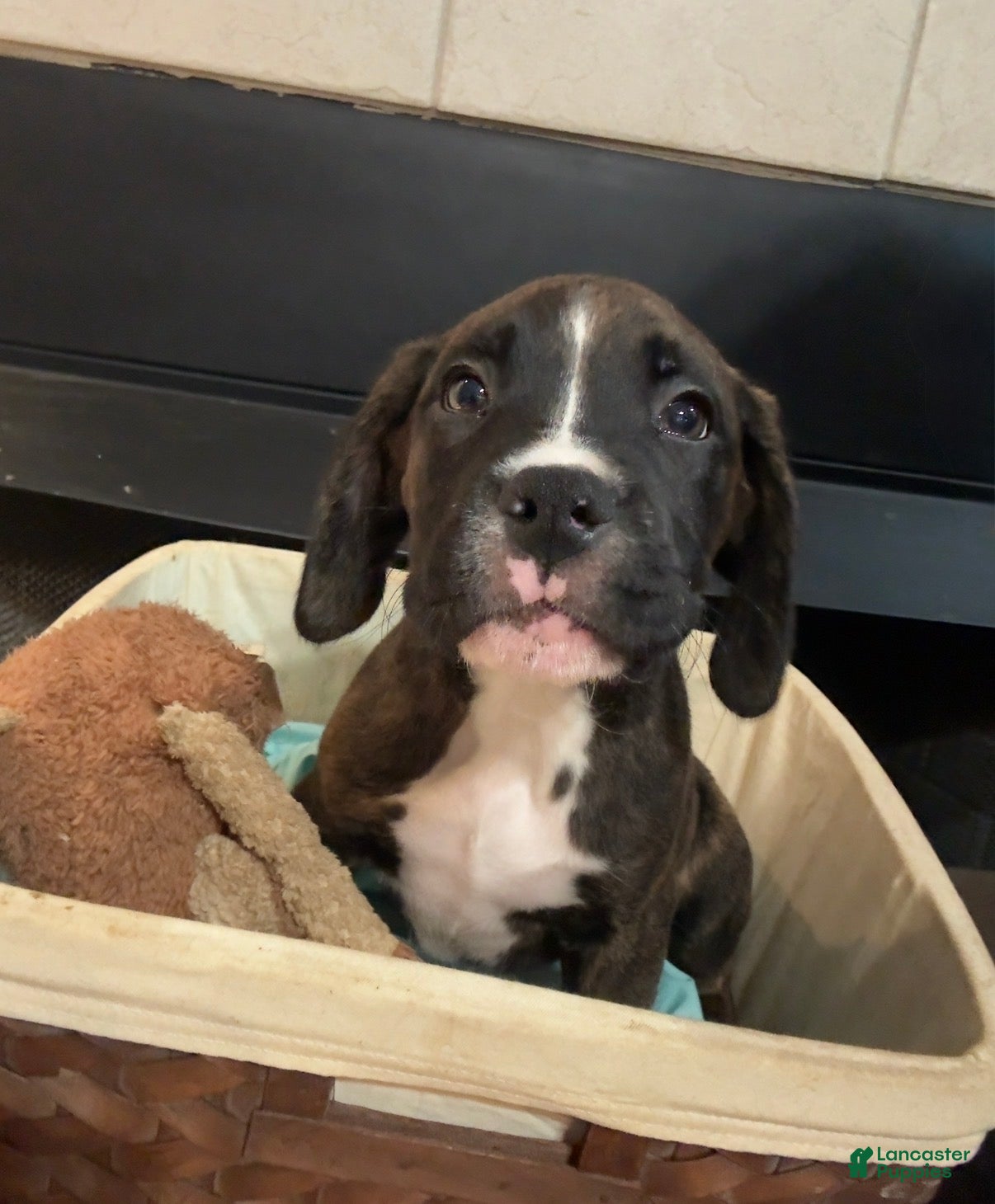 Mixed Breed dogs Boxenese Boy 2 - Ad 30