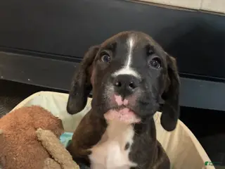 Mixed Breed dogs Boxenese Boy 2 - Ad 30