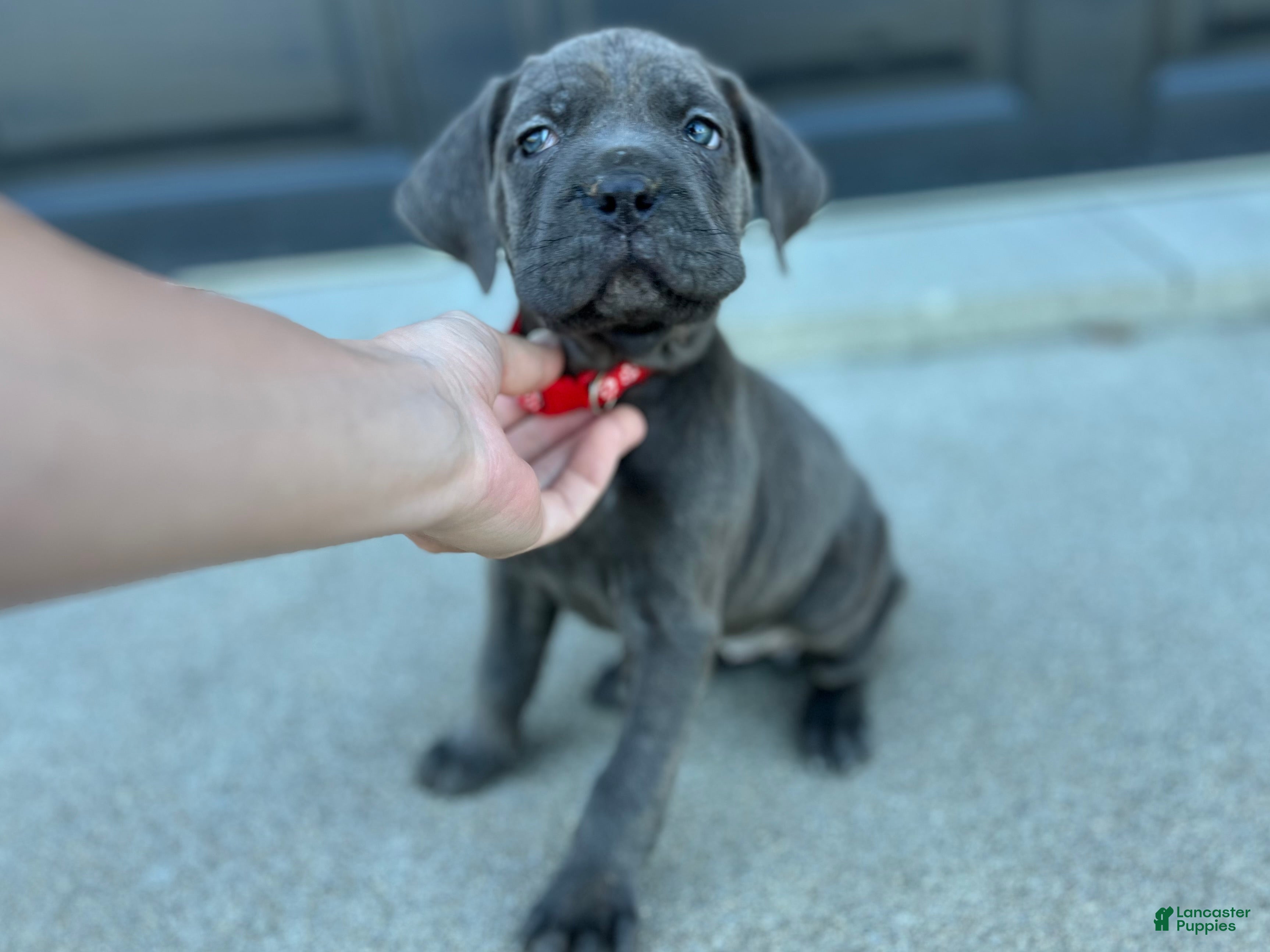 Cane Corso dogs Lilly - Ad 2