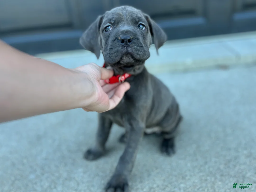 Cane Corso dogs for sale: Lilly - Ad 2