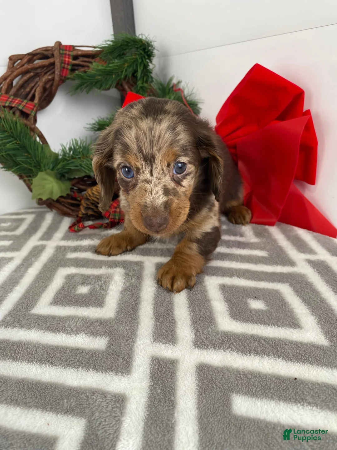 Miniature Dachshund dogs for sale: Rosie - Ad 12