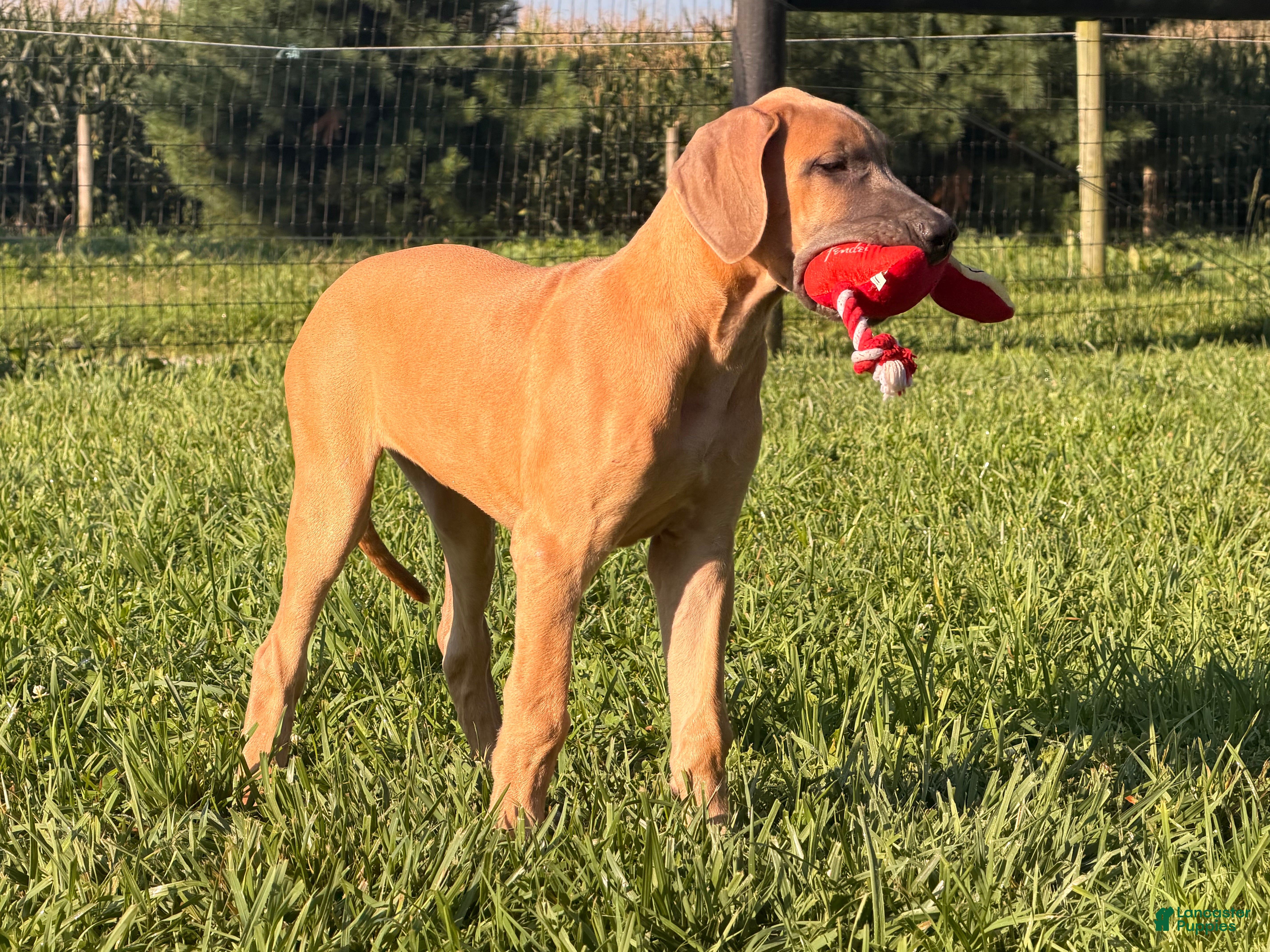 Great Dane dogs Patience Great Dane  - Ad 1