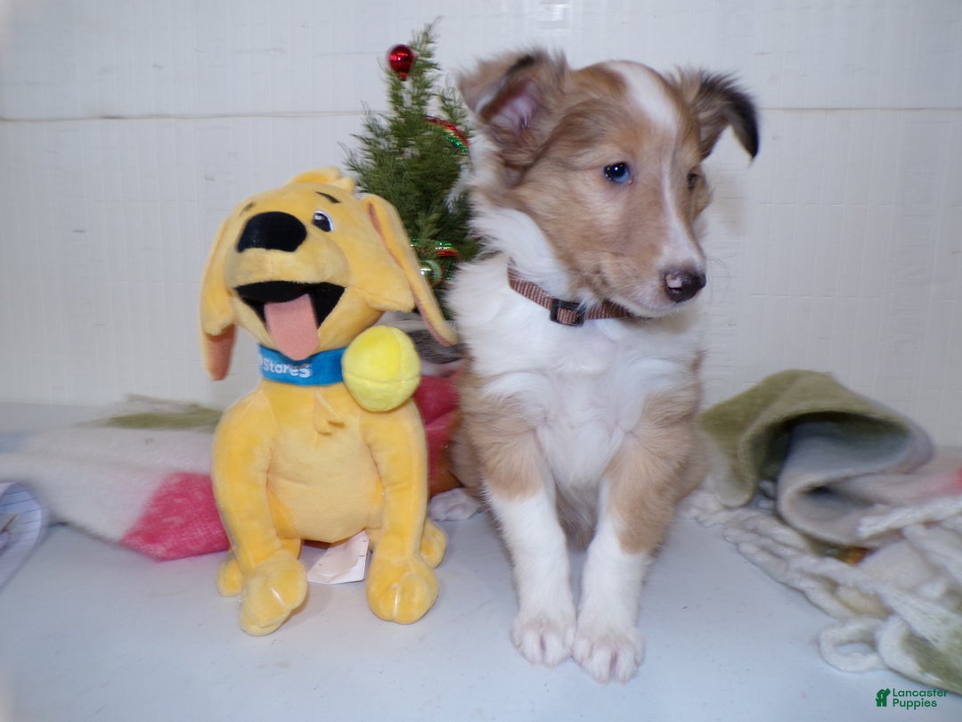 Shetland Sheepdog dogs for sale: Shetland Sheepdog Puppy 3 Shelly - Ad 3