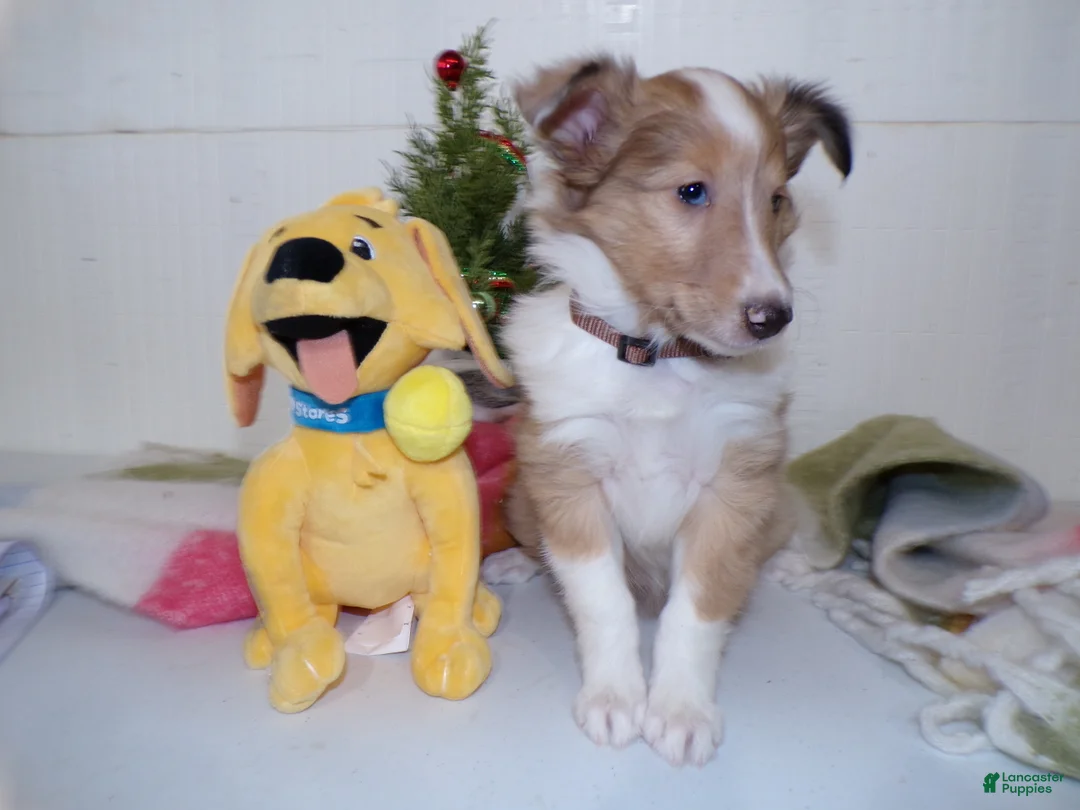 Shetland Sheepdog dogs for sale: Shetland Sheepdog Puppy 3 Shelly - Ad 3