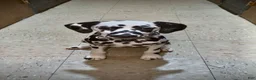 Dalmatian dogs for sale: Dalmatian 4 - Ad 1