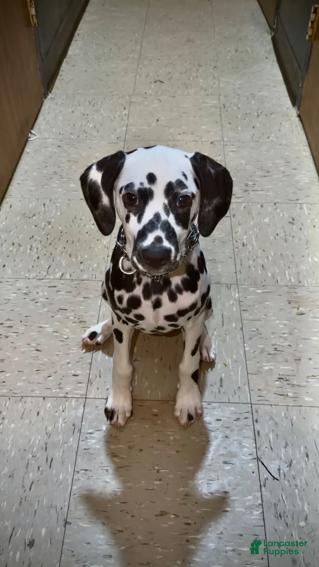 Dalmatian dogs for sale: Dalmatian 4 - Ad 1