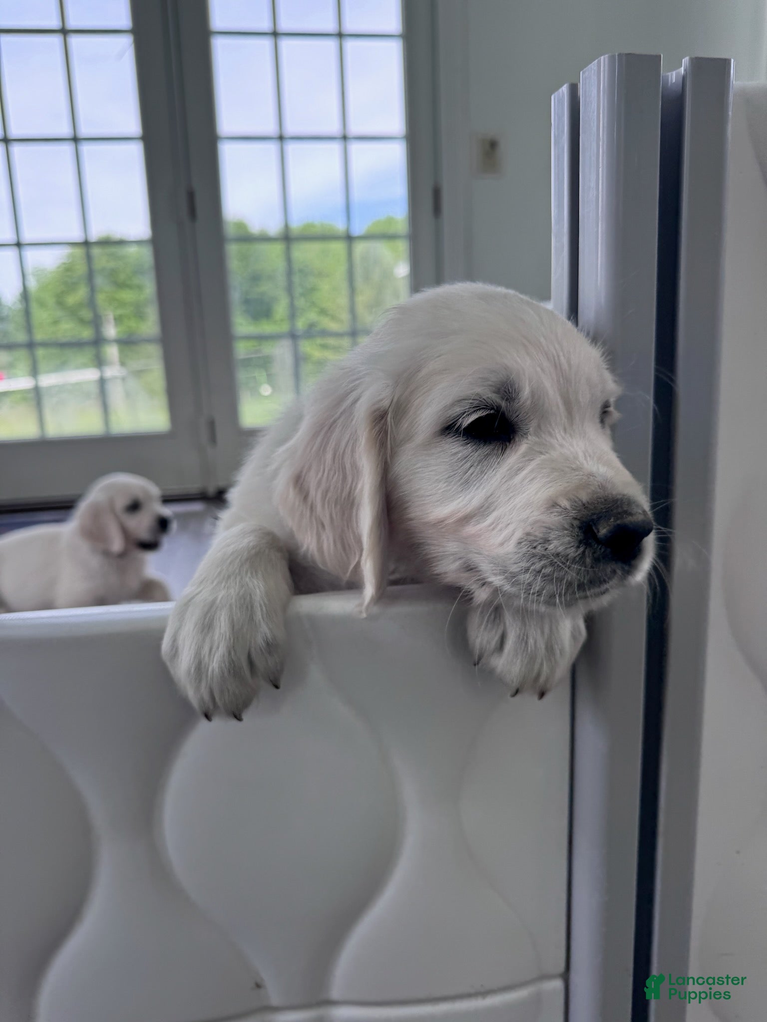 Golden Retriever dogs Blue - Ad 2
