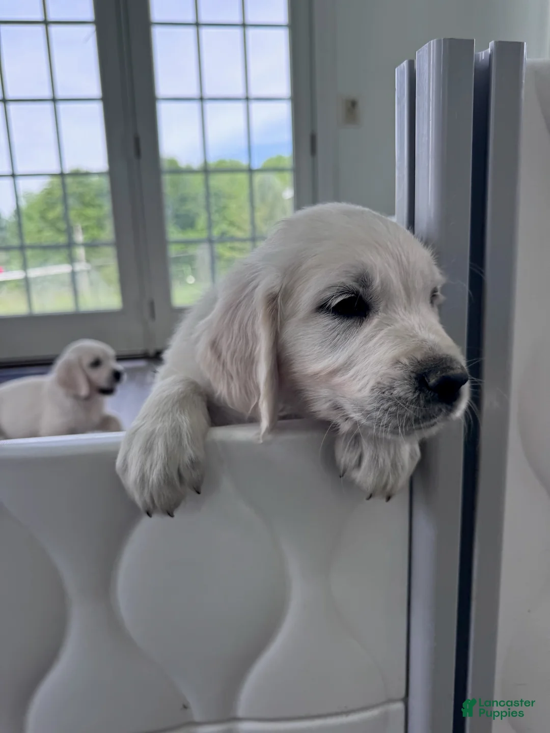 Golden Retriever dogs for sale: Golden Retriever Male 1 - Ad 2