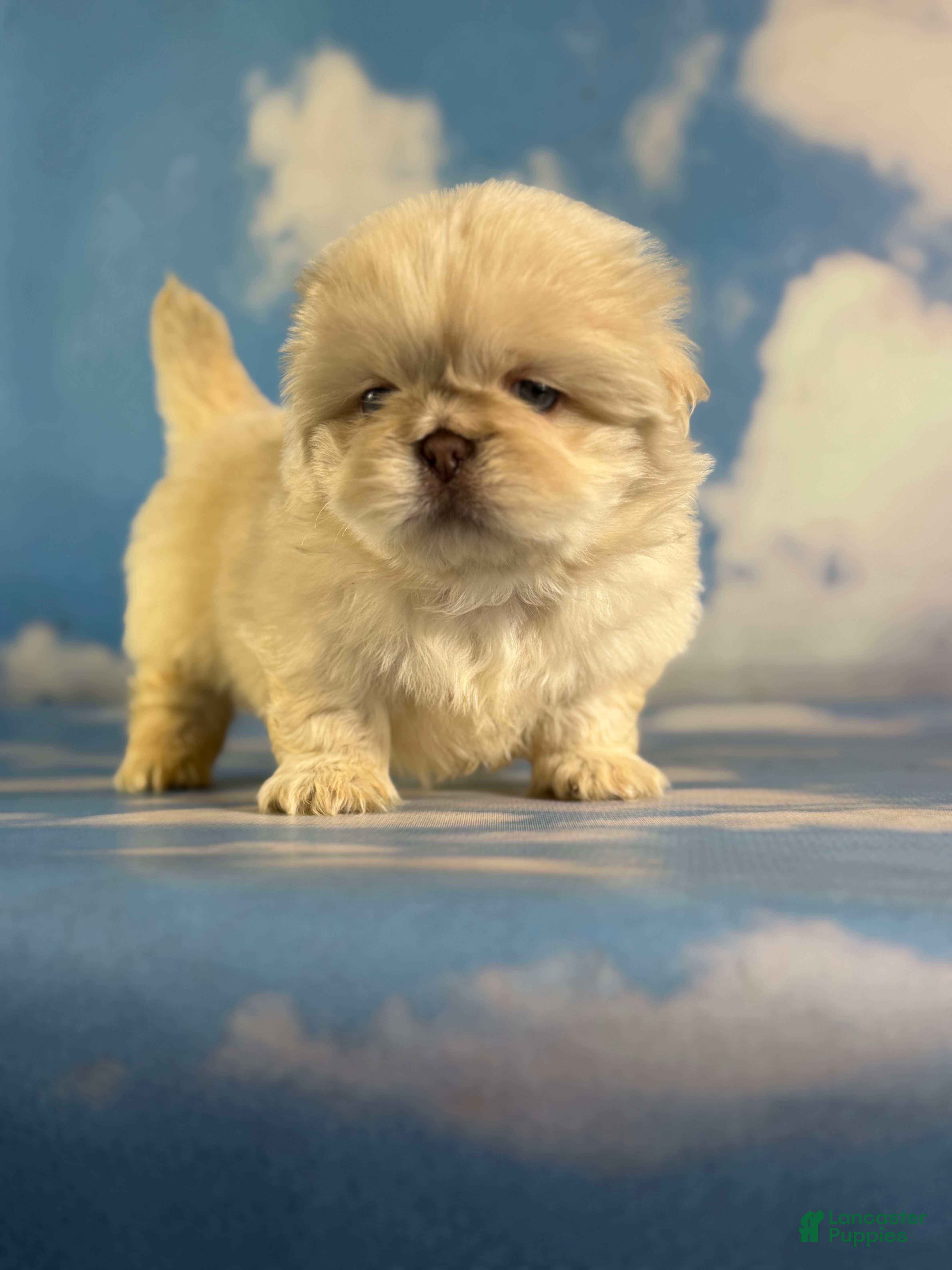 Pekingese dogs  AKC jelly chocolate covered cream DNA OFA - Ad 2