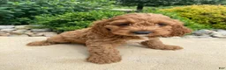 Cockapoo dogs for sale: Otis - Ad 12