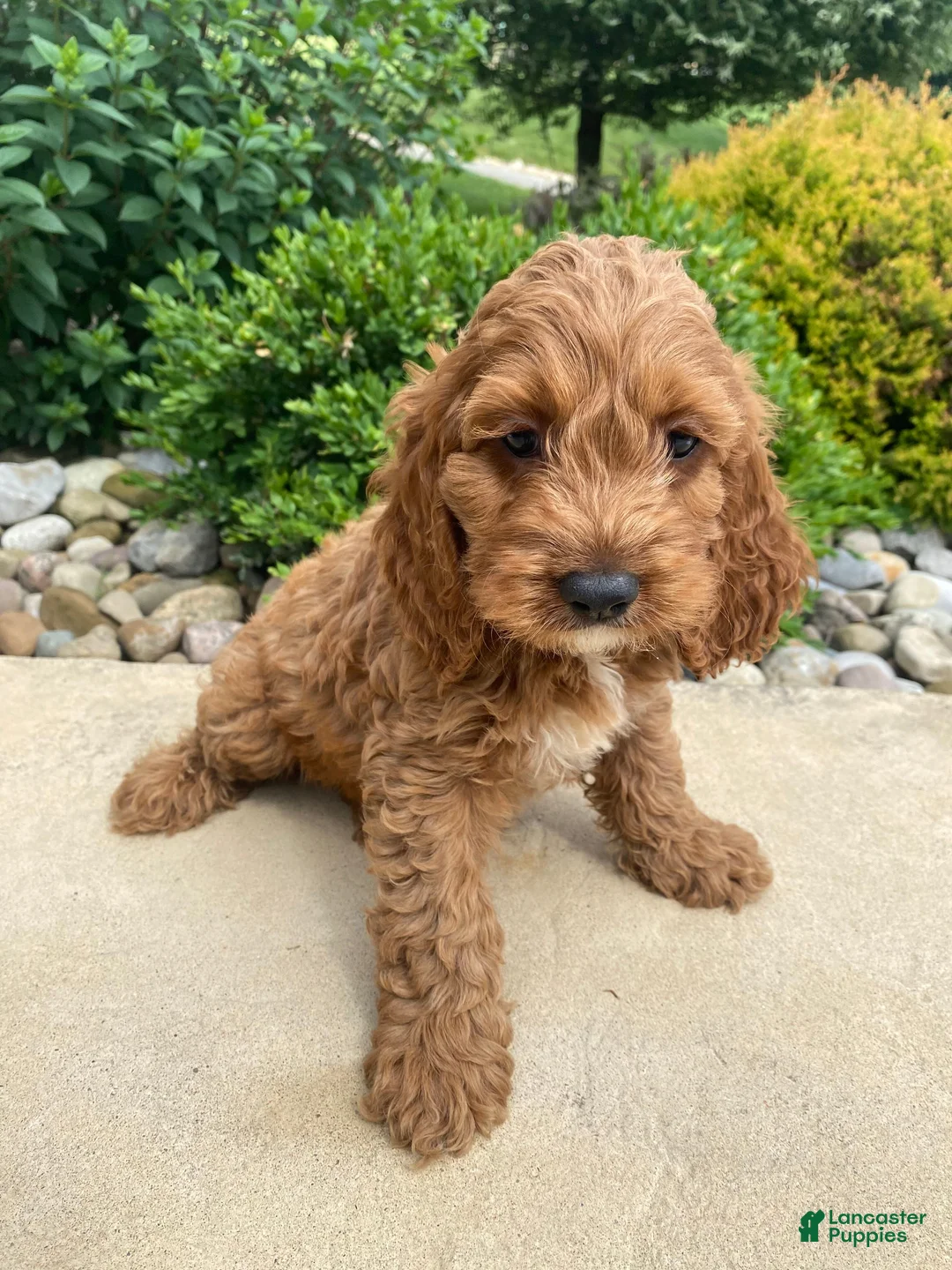 Cockapoo dogs for sale: Otis - Ad 12