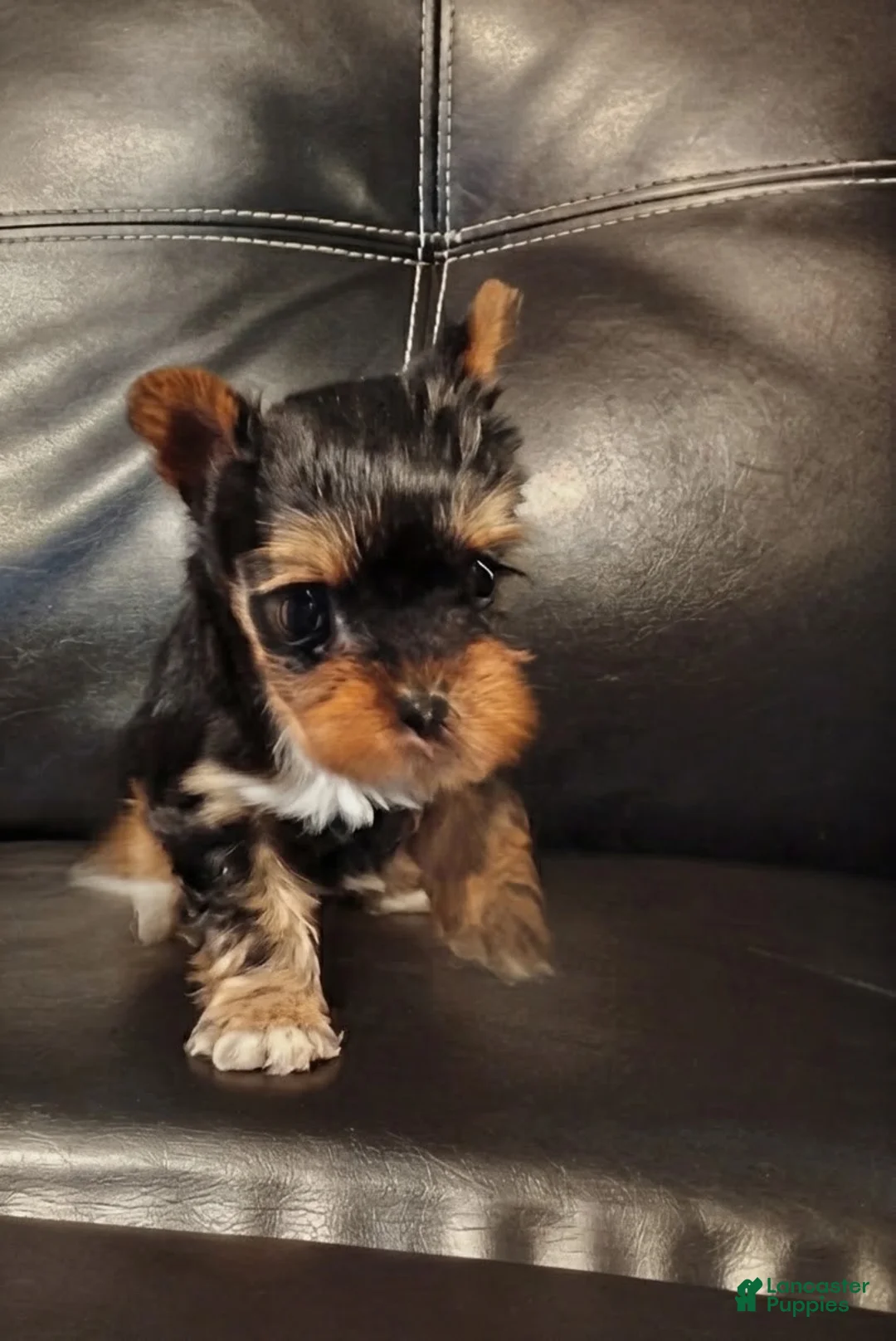 Yorkshire Terrier dogs for sale: Yorkshire Terrier 2 - Ad 2