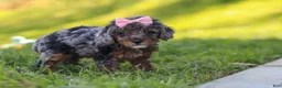 Miniature Poodle dogs for sale: Lexi - Ad 7