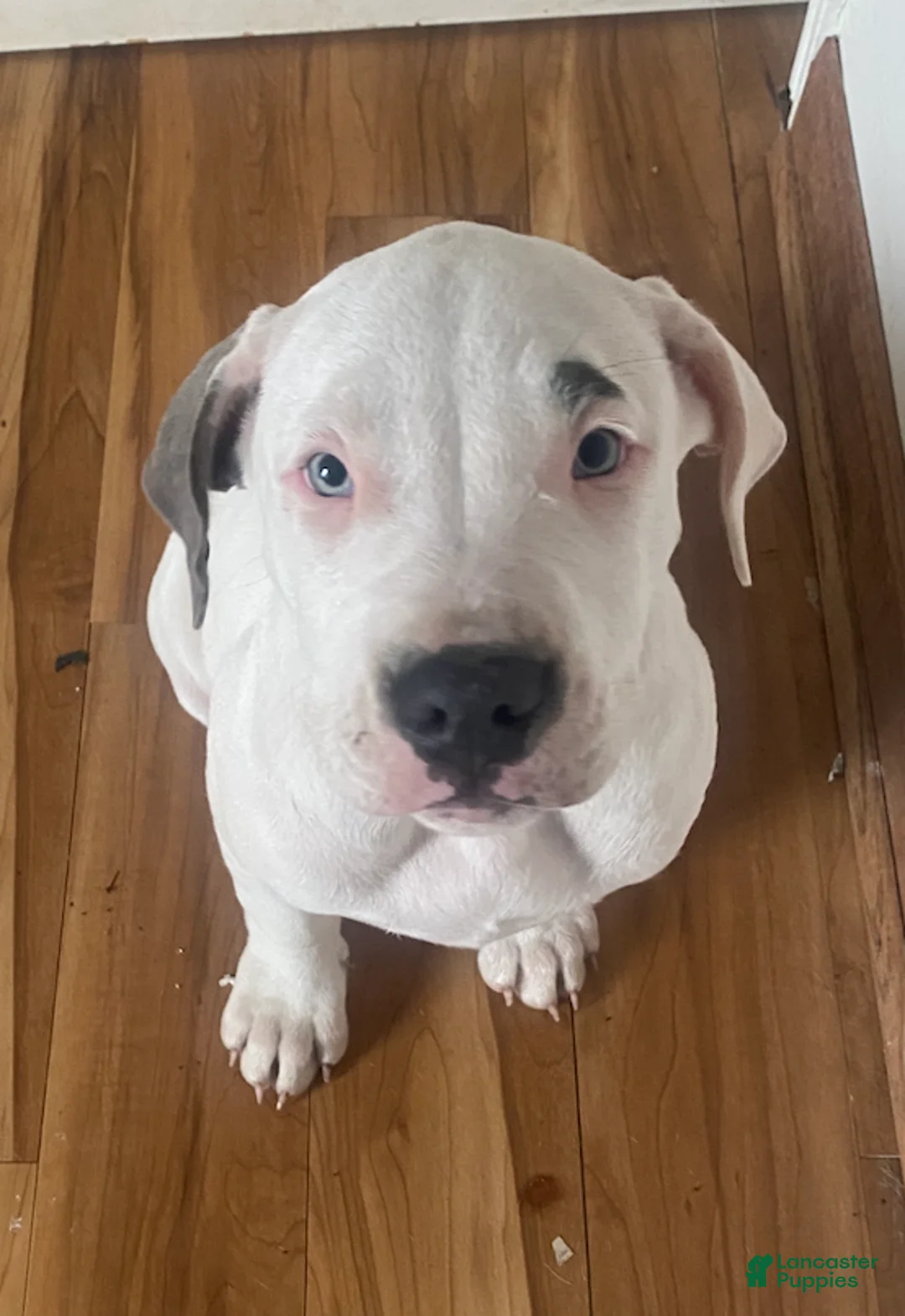 American Pit Bull Terrier dogs for sale: Blade - Ad 1
