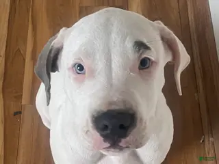 American Pit Bull Terrier dogs Blade - Ad 6