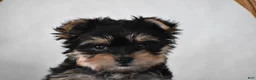 Yorkshire Terrier dogs for sale: Buttons - Ad 13