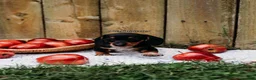 Miniature Dachshund dogs for sale: DNA Clear Black & Tan Piebald Smooth Coat Dachshund Puppy - Ad 5
