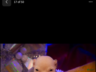 American Bully dogs American Bully Puppy 2 - Ad 30