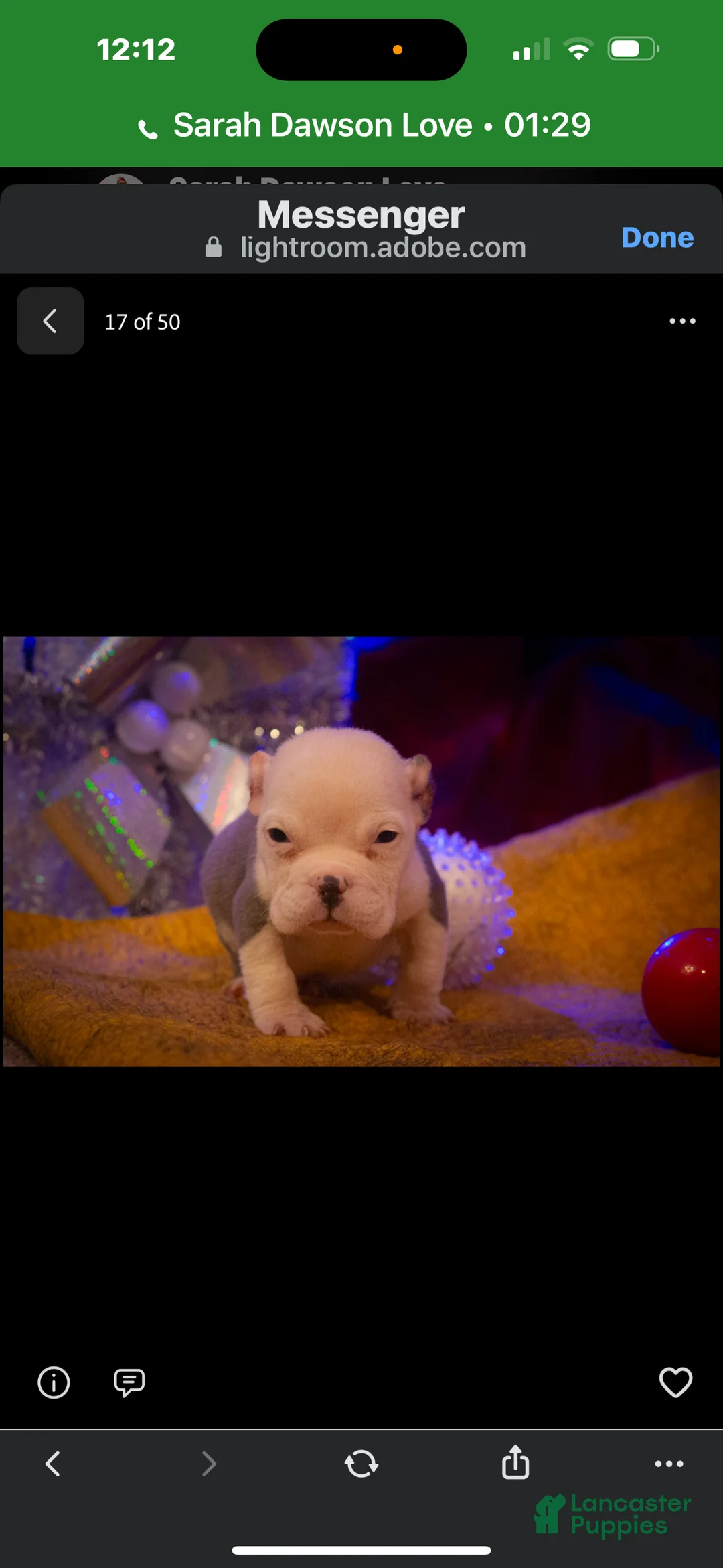 American Bully dogs for sale: American Bully Puppy 2 - Ad 1