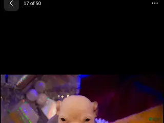 American Bully dogs American Bully Puppy 2 - Ad 42