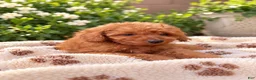Maltipoo dogs for sale: Maltipoo 3 - Ad 1