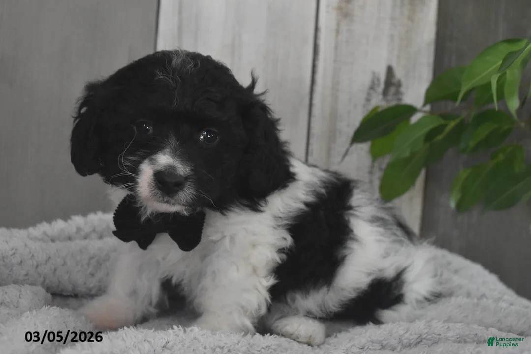 Cavapoo dogs for sale: Karson - Ad 5