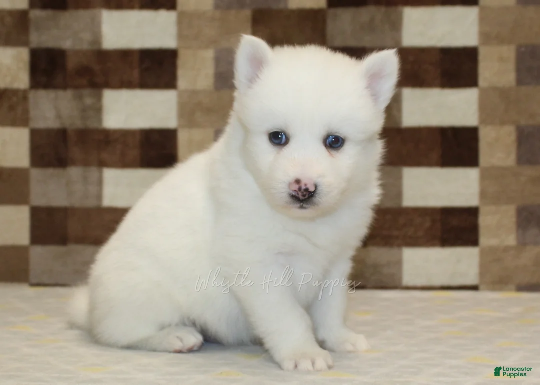 Pomsky dogs for sale: Jasper - Ad 4
