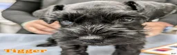 Miniature Schnauzer dogs for sale: "Tigger" - Ad 1