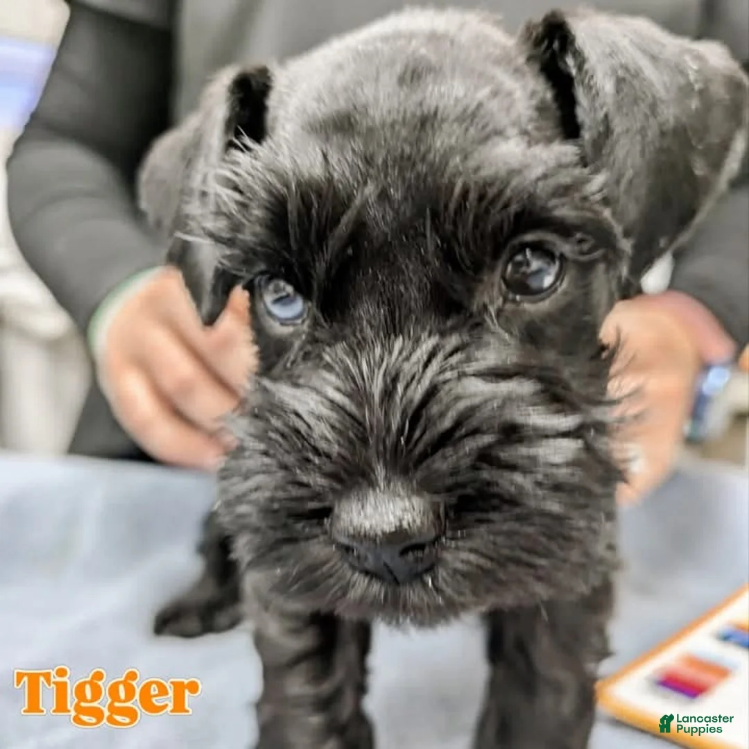 Miniature Schnauzer dogs for sale: "Tigger" - Ad 1