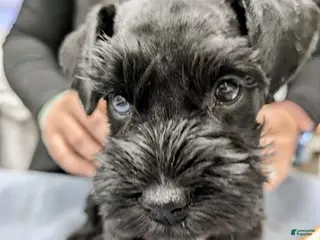 Miniature Schnauzer dogs for sale: "Tigger" - Ad 4