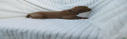 Goldendoodle dogs for sale: Basil - Ad 3