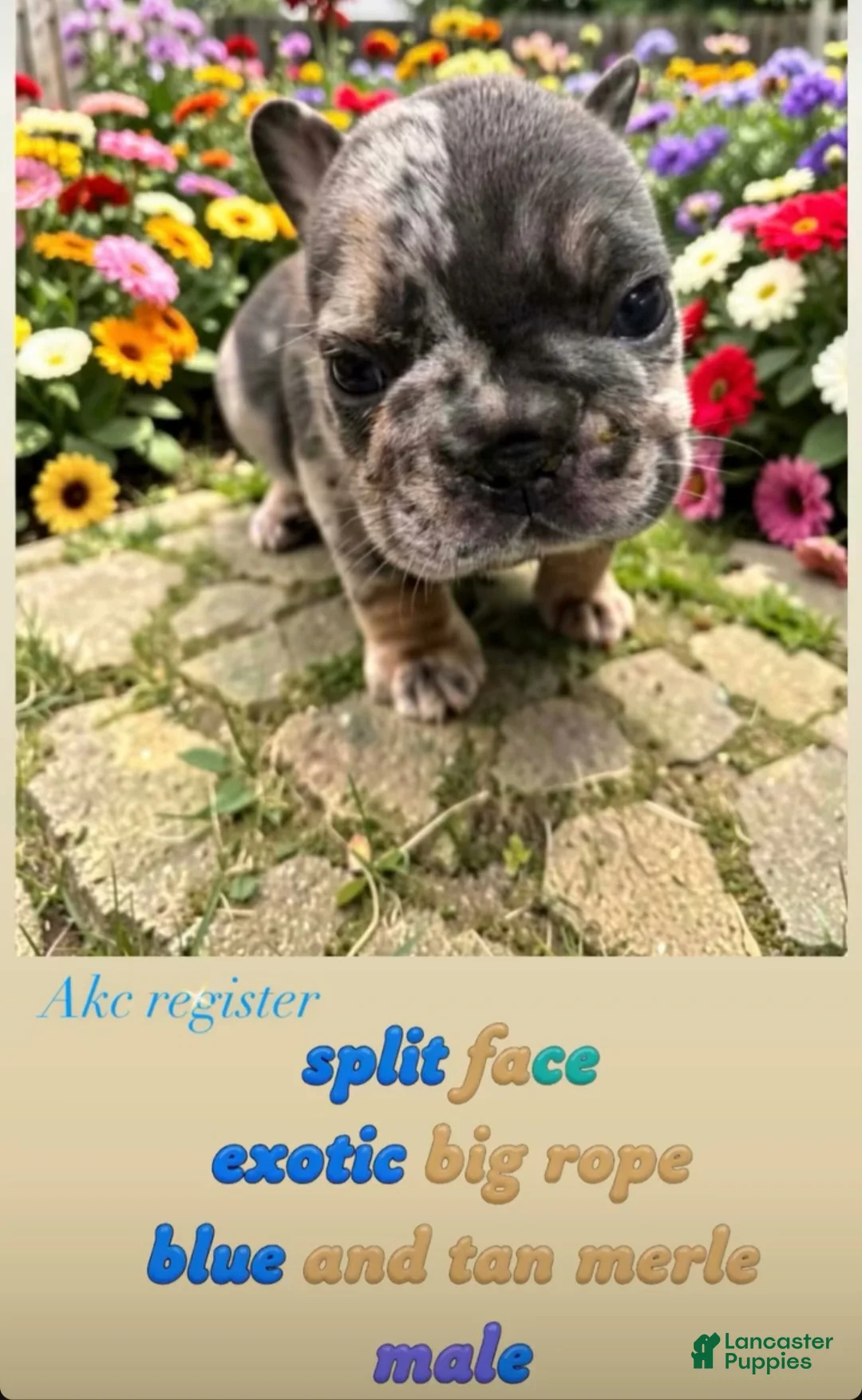 French Bulldog dogs for sale: Joey - Ad 1
