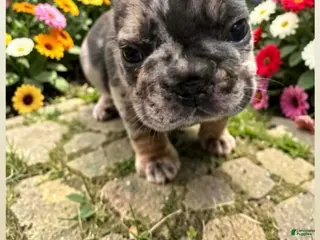 French Bulldog dogs for sale: Joey - Ad 1